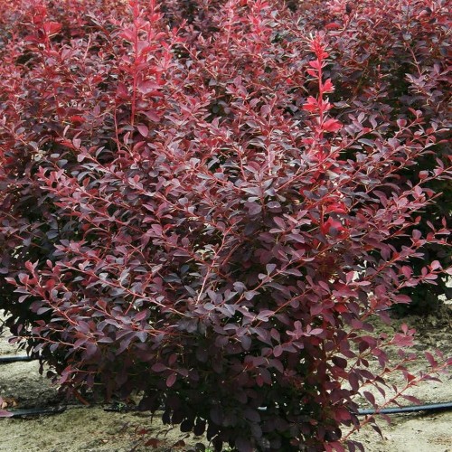 Berberis x ottawensis 'Auricoma' - Ottawa kukerpuu 'Auricoma' C1/1L